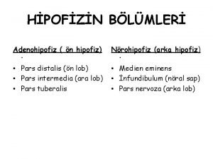 Hipofiz pars distalis