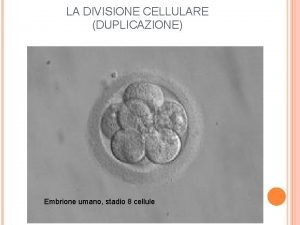 Ciclo cellulare