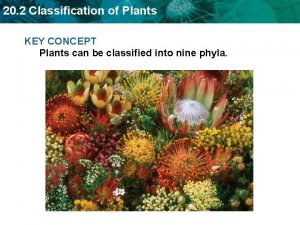 20 2 Classification of Plants KEY CONCEPT Plants