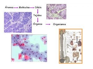 tomos Molculas Clula Tejidos rganos Organismos cidos nucleicos