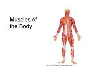 Anterior compartment muscles of leg
