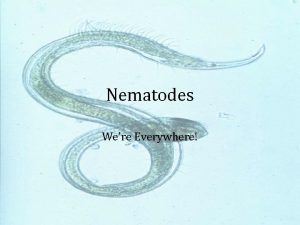 Interesting facts about nematoda