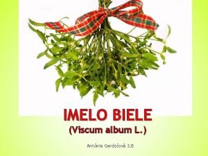 IMELO BIELE Viscum album L Antnia Gardoov 3