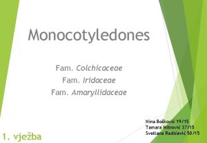 Monocotyledones Fam Colchicaceae Fam Iridaceae Fam Amaryllidaceae 1