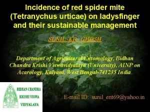 Incidence of red spider mite Tetranychus urticae on