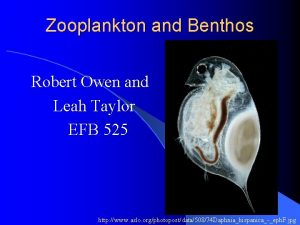 Zooplankton and Benthos Robert Owen and Leah Taylor