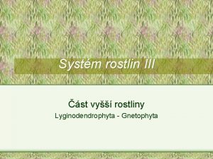 Systm rostlin III st vy rostliny Lyginodendrophyta Gnetophyta