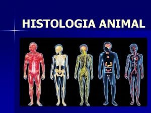 HISTOLOGIA ANIMAL HISTOLOGIA ESTUDO DOS TECIDOS Histo tecido