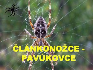 LNKONOCE PAVKOVCE TELO A KONATINY S ZLOEN Z