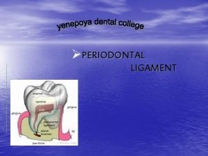 PERIODONTAL LIGAMENT CONTENTS INTRODUCTION PERIODONTAL LIGAMENT definition synonyms