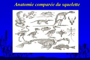 Anatomie compare du squelette ADAPTATION DU SQUELETTE APPENDICULAIE