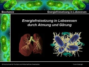 Biochemie Energiefreisetzung in Lebewesen durch Atmung und Grung