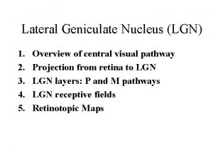Lateral geniculate nucleus of thalamus