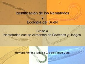 Identificacin de los Nematodos y Ecologa del Suelo