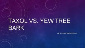 TAXOL VS YEW TREE BARK BY LATAYA W