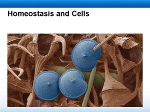 Homeostasis in unicellular organisms