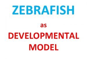 ZEBRAFISH as DEVELOPMENTAL MODEL 2 Zebrafish Danio rerio