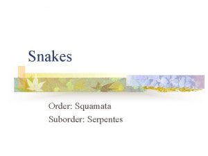 Snakes Order Squamata Suborder Serpentes Keeled and Divided