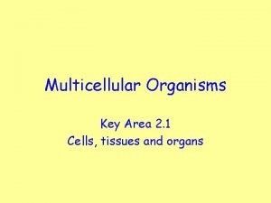 Multicellular tissue