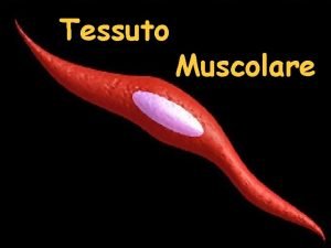 Rivestimento muscolo