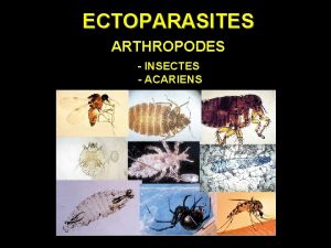 ECTOPARASITES ARTHROPODES INSECTES ACARIENS INSECTES 3 paires de