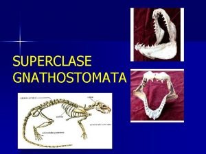 Superclase gnathostomata