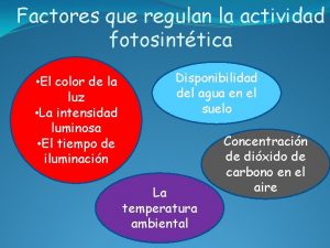 Factores que regulan la actividad fotosinttica El color