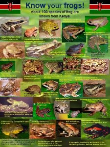 100 frogs 100 frogs