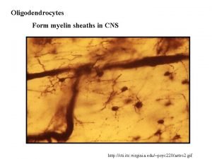 Oligodendrocytes Form myelin sheaths in CNS http cti