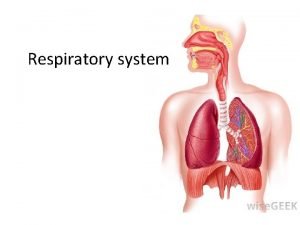 External respiration process
