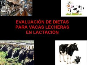 EVALUACIN DE DIETAS PARA VACAS LECHERAS EN LACTACIN