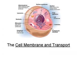 The Cell Membrane and Transport The membrane is