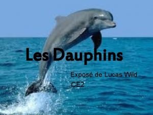 Exposé sur le dauphin