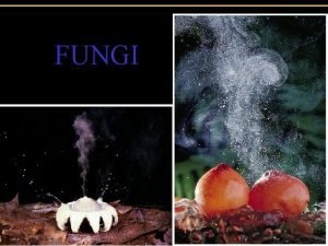 FUNGI Klasifikasi makhluk hidup 1 Eukariotik memiliki inti