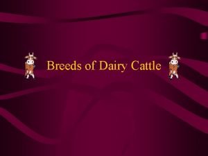 Breeds of Dairy Cattle Holstein History The Holstein