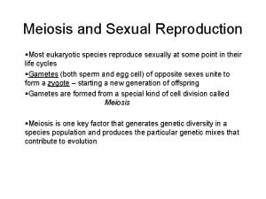 Synapsis in meiosis