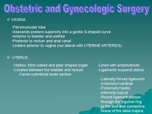 v VAGINA Fibromuscular tube Asecends posterosuperiorly into a