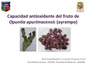 Ayrampo tuna