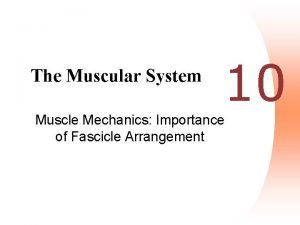 Muscle system