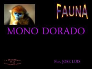 MONO DORADO Por JOSE LUIS El mono dorado