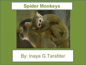 Spider monkeys life cycle