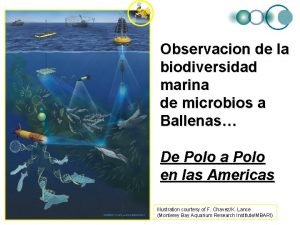 Observacion de la biodiversidad marina de microbios a