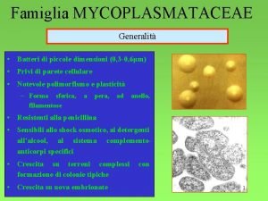 Famiglia MYCOPLASMATACEAE Generalit Batteri di piccole dimensioni 0