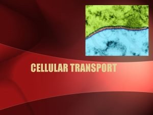 CELLULAR TRANSPORT THE CELL MEMBRANE REMEMBERThe cell membrane