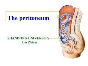 The peritoneum SHANDONG UNIVERSITY Liu Zhiyu General features