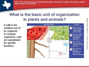 Plant organization levels