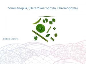 Stramenopila Heterokontophyta Chromophyta Barbora Chattov SAR Oddlen Heterokontophyta
