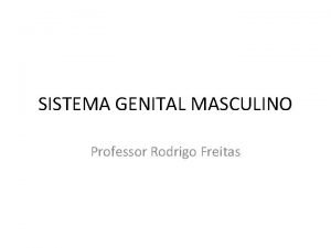 SISTEMA GENITAL MASCULINO Professor Rodrigo Freitas SISTEMA GENITAL