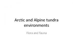 Alpine tundra herbivores