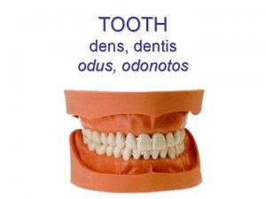 Tooth development